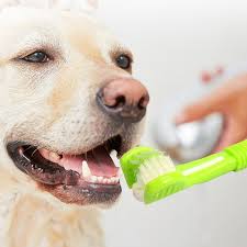 Pearly Whites: The Importance of Dog Dental Care