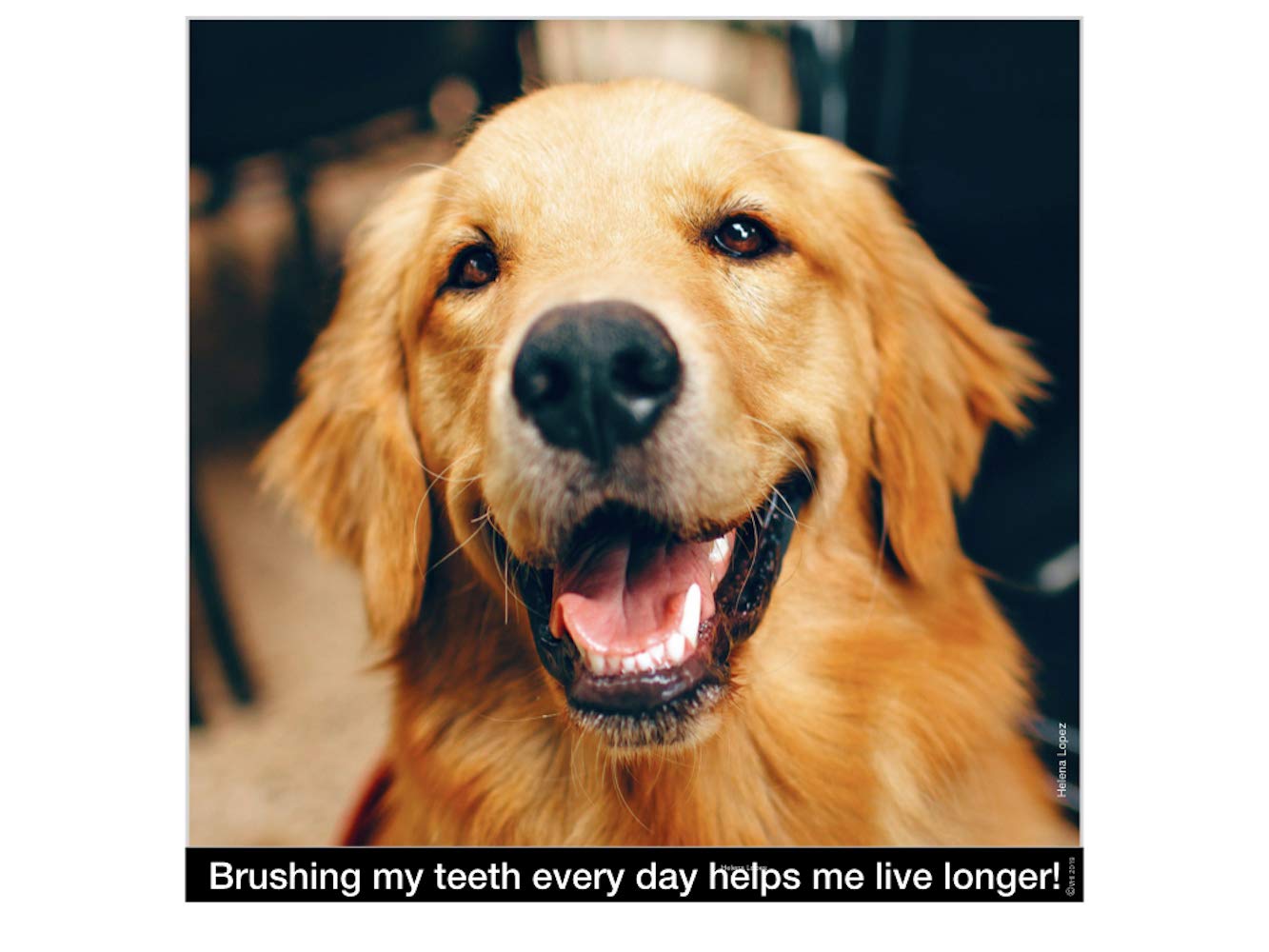 Big Dog Toothbrush