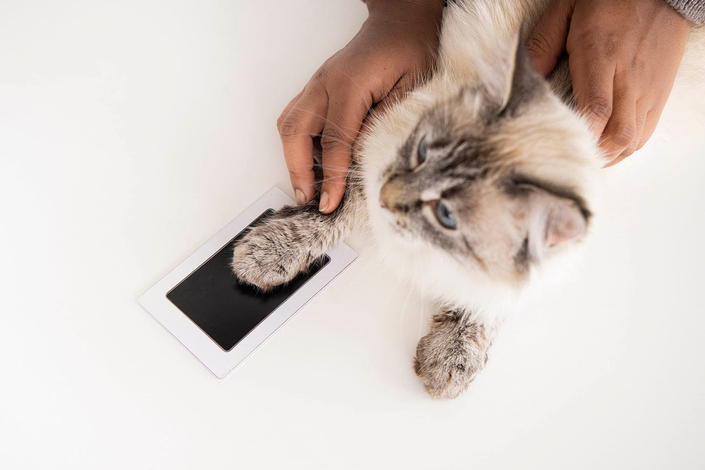 Paw Print Keepsake